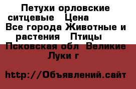 Петухи орловские ситцевые › Цена ­ 1 000 - Все города Животные и растения » Птицы   . Псковская обл.,Великие Луки г.